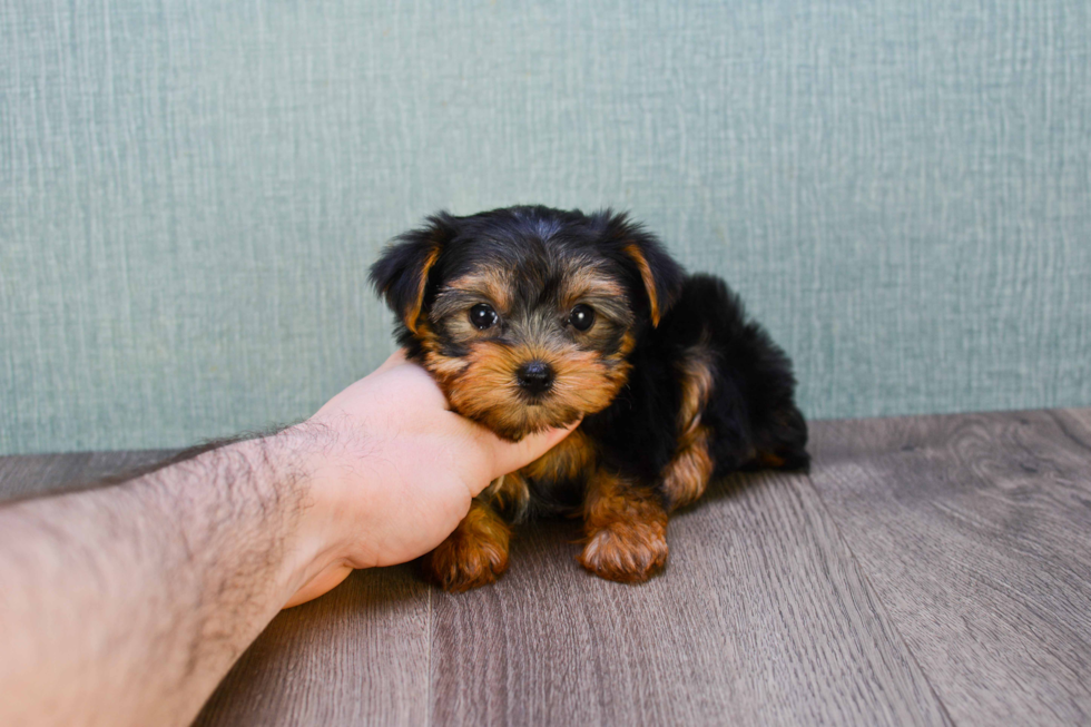 Meet Nugget - our Yorkshire Terrier Puppy Photo 