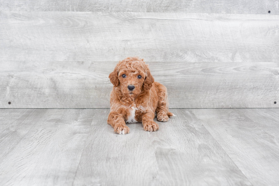 Mini Goldendoodle Puppy for Adoption