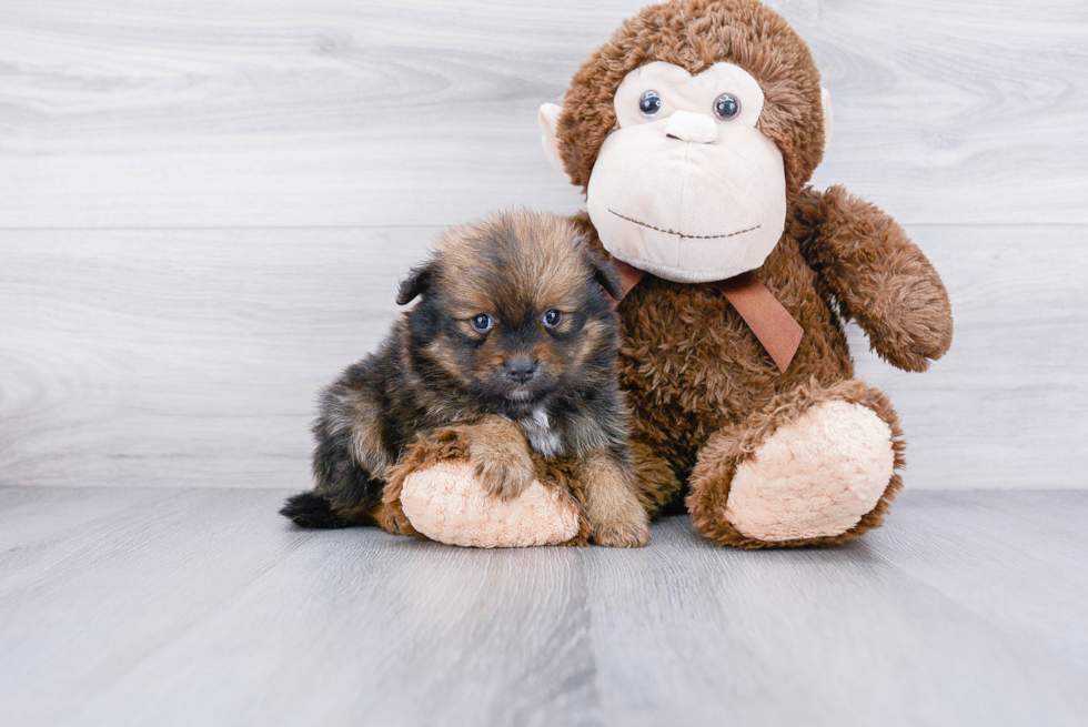 Small Pomeranian Baby