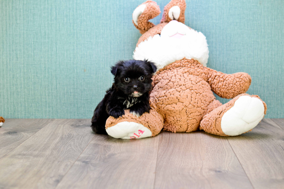 Playful Yorkie Designer Puppy