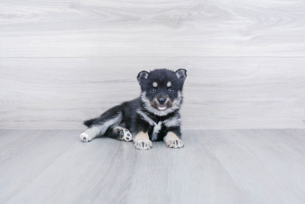 Sweet Pomsky Baby