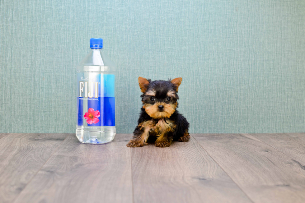 Meet Miss Perfection - our Yorkshire Terrier Puppy Photo 