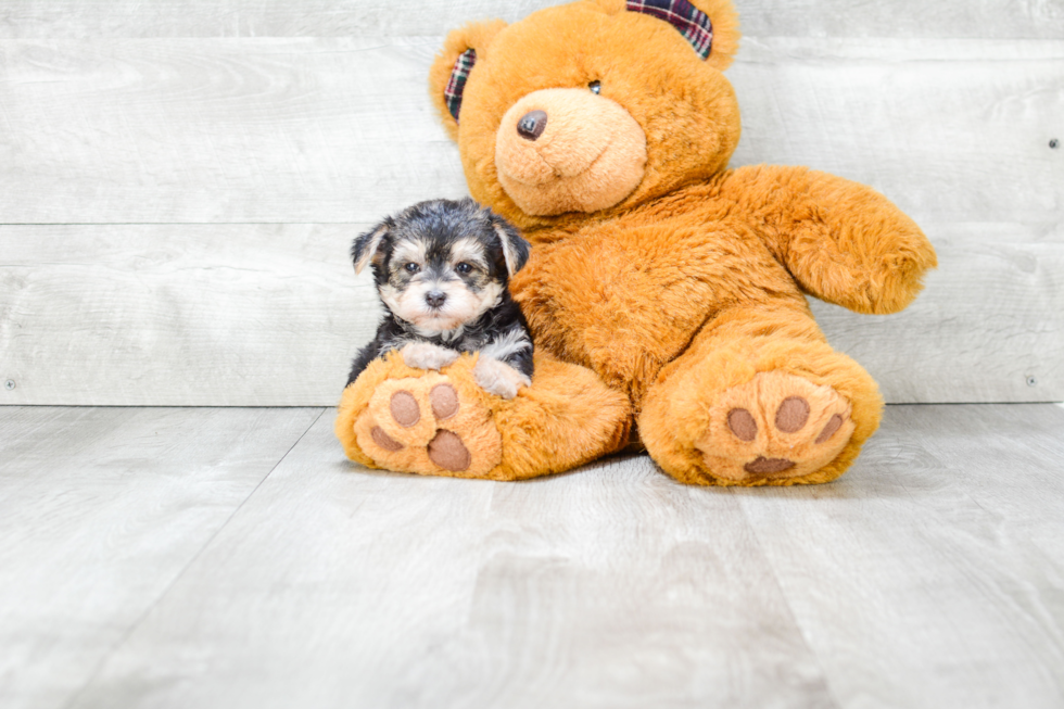 Morkie Puppy for Adoption