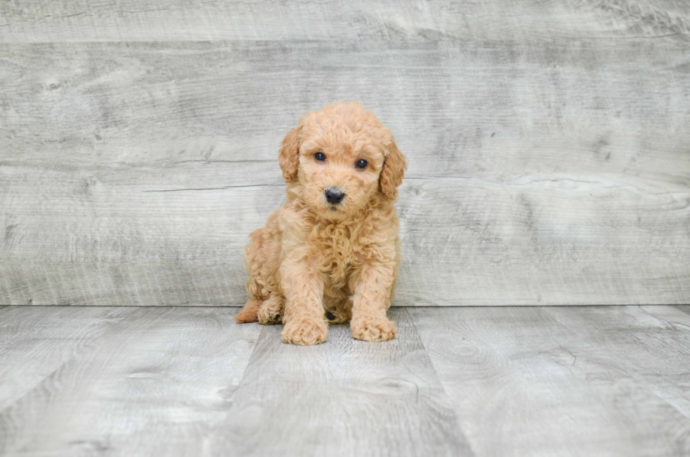 Cute Mini Goldendoodle Baby