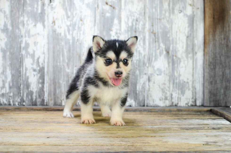 Little Mini Husky Designer Puppy