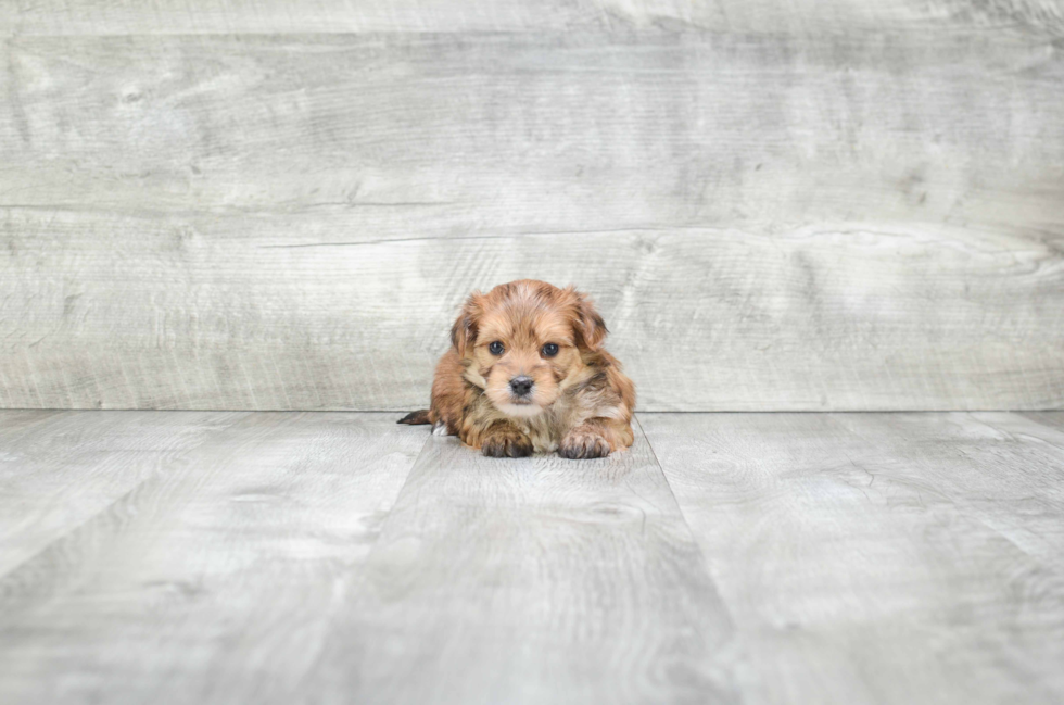 Smart Morkie Designer Pup