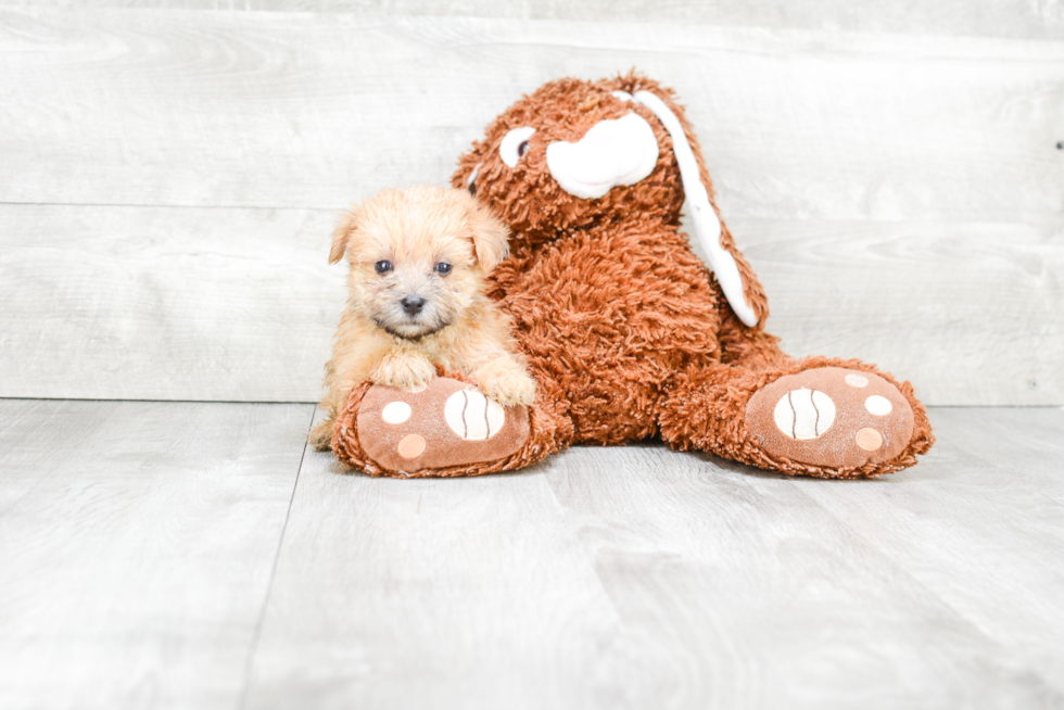 Morkie Puppy for Adoption