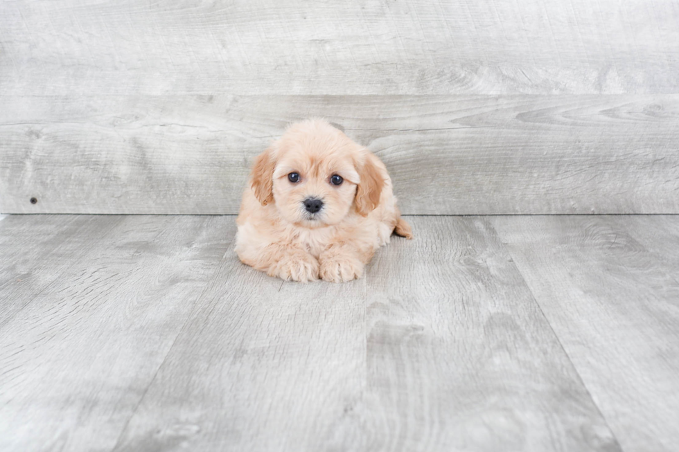 Cavachon Puppy for Adoption