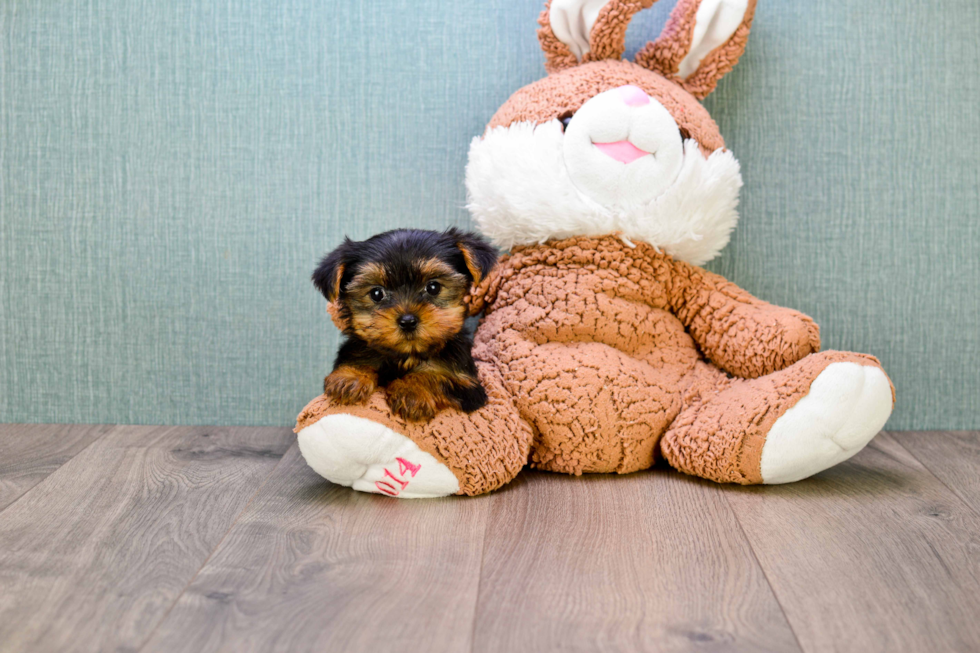 Meet Nugget - our Yorkshire Terrier Puppy Photo 