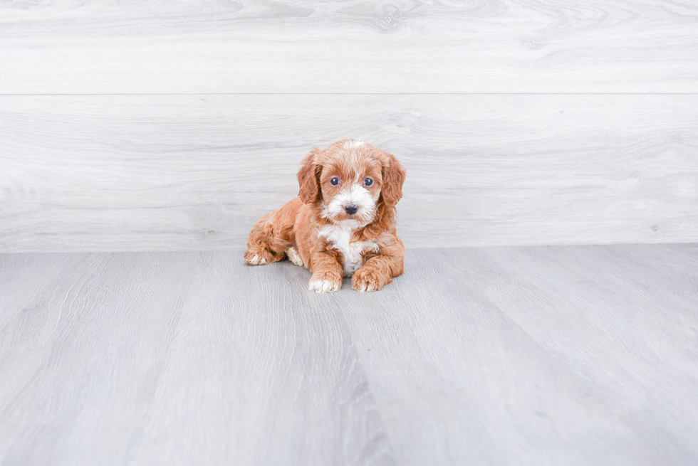 Best Mini Goldendoodle Baby