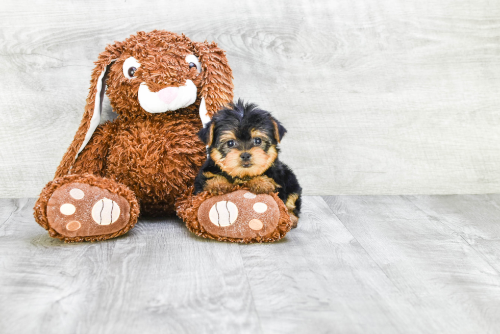 Meet Avery - our Yorkshire Terrier Puppy Photo 