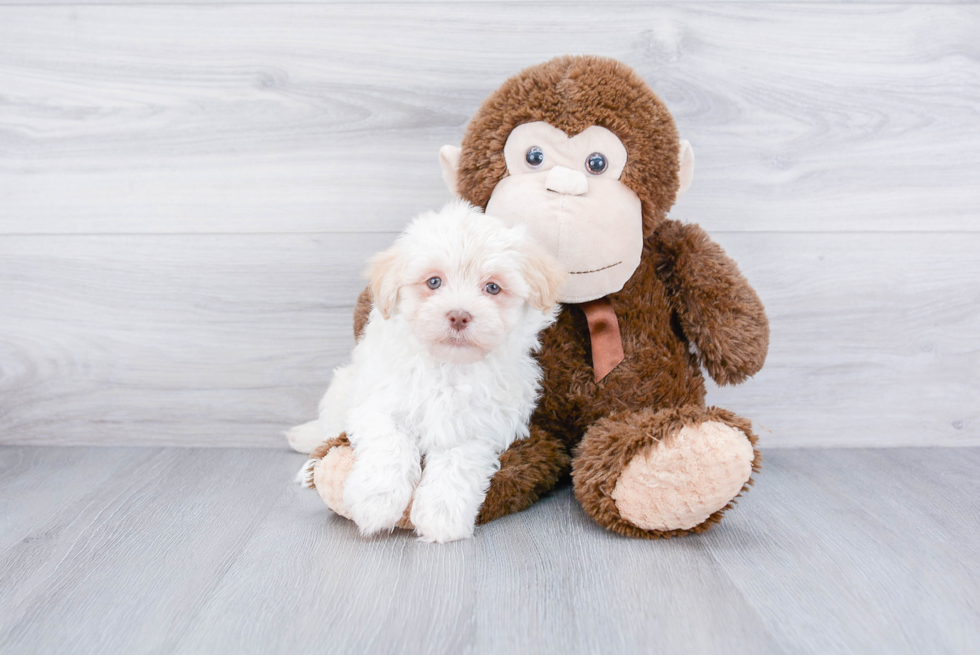 Energetic Havanese Purebred Puppy