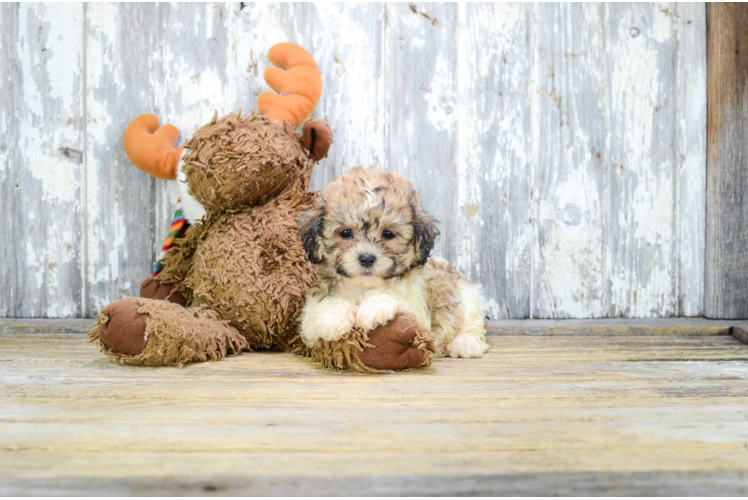 Happy Teddy Bear Baby