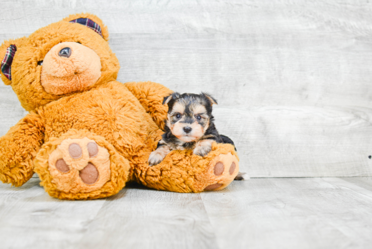 Best Morkie Baby