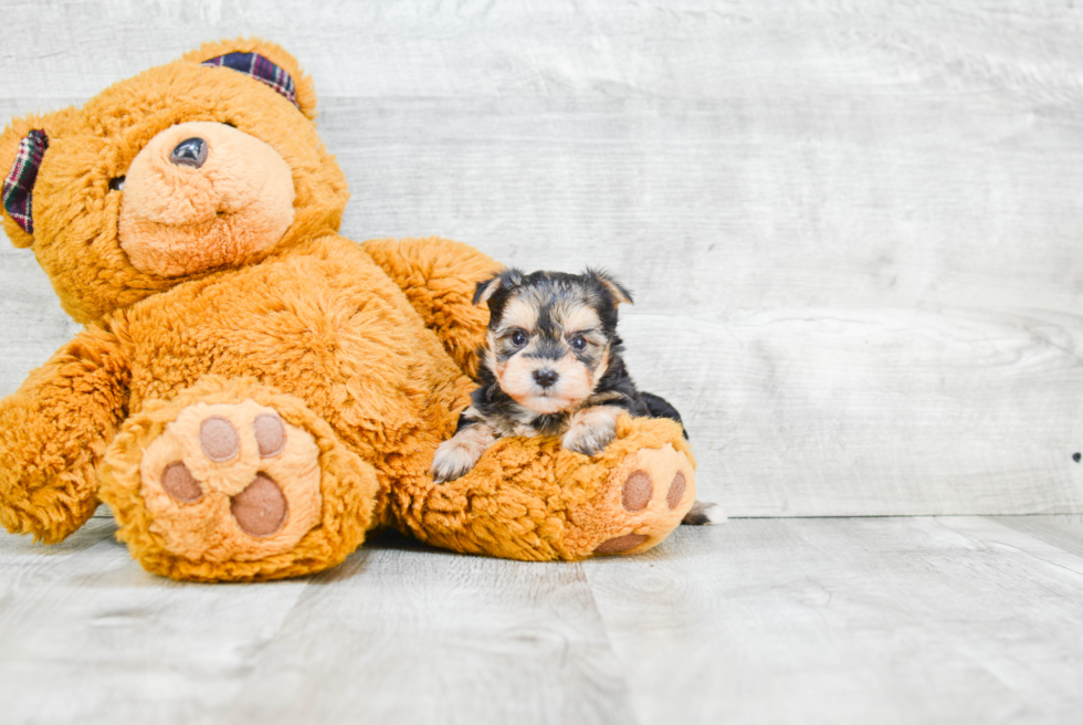 Best Morkie Baby