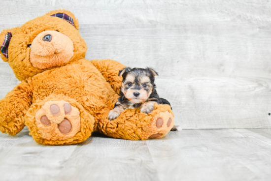 Best Morkie Baby