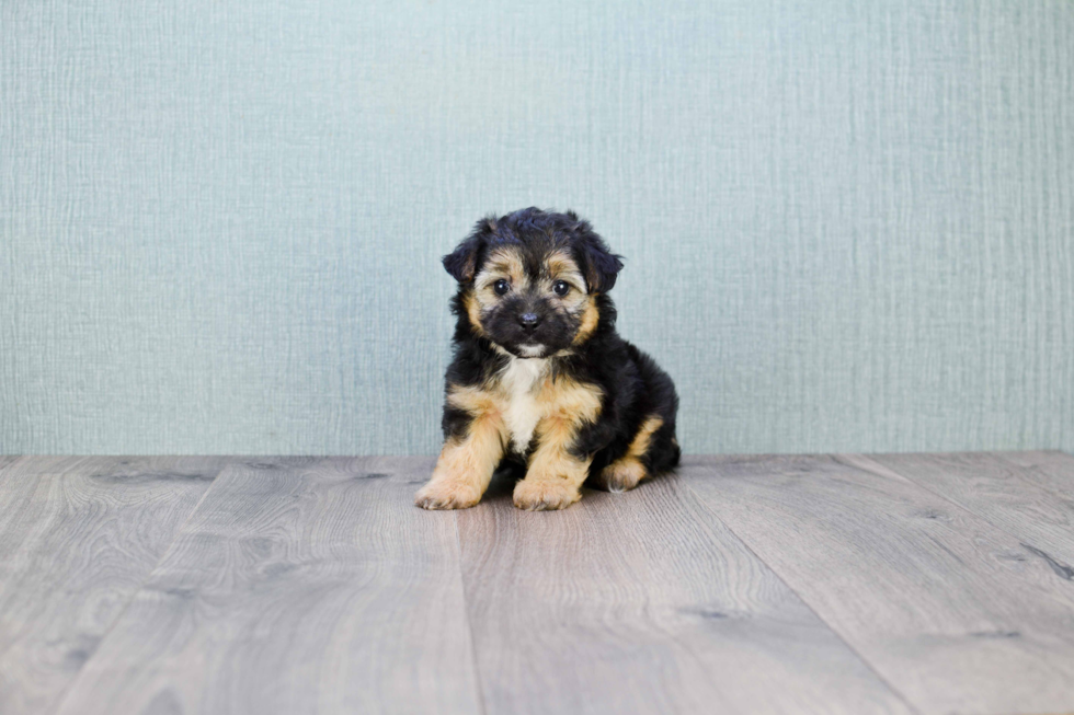 Morkie Pup Being Cute