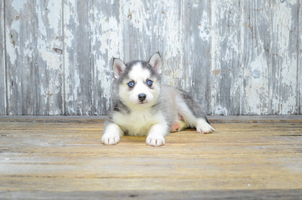 Pomsky Pup Being Cute