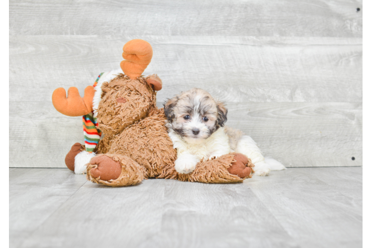 Akc Registered Havanese Baby