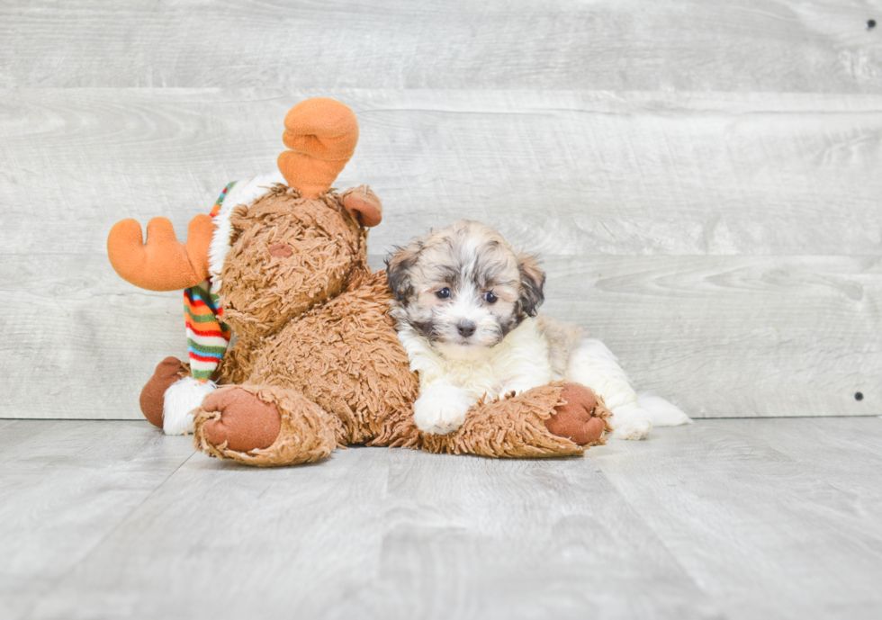 Akc Registered Havanese Baby