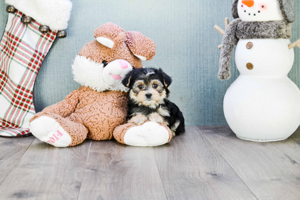 Adorable Yorkie Designer Puppy