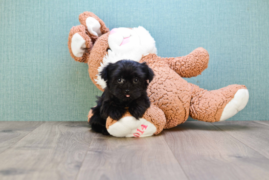 Sweet Morkie Baby