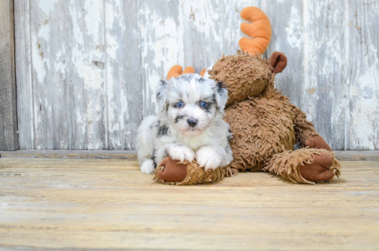 Funny Mini Aussiedoodle Poodle Mix Pup