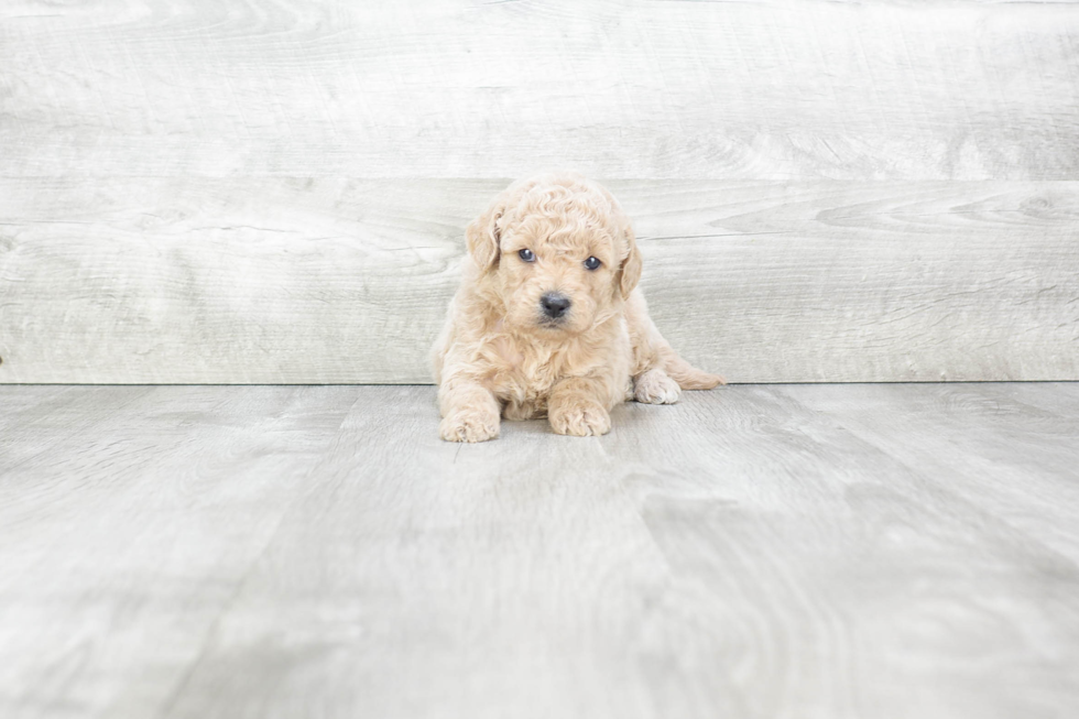 Mini Goldendoodle Pup Being Cute