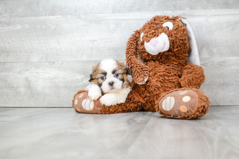 Teddy Bear Pup Being Cute
