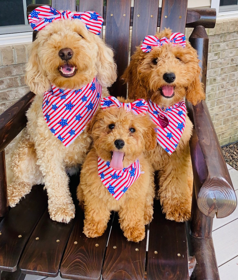 Mini Goldendoodle Being Cute