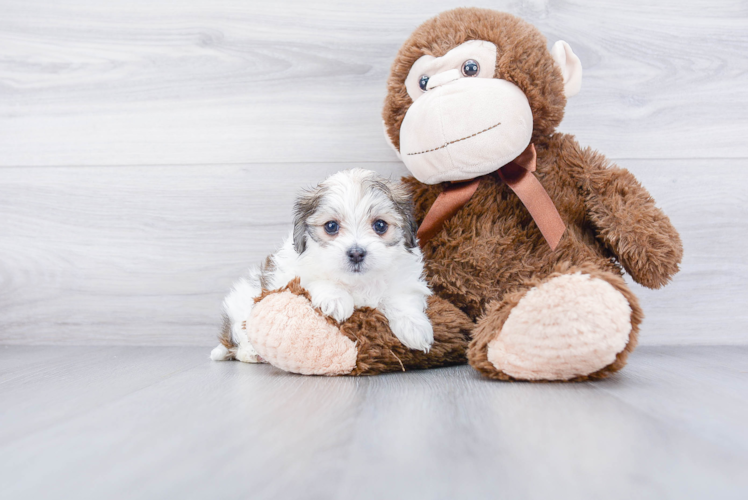 Small Teddy Bear Baby