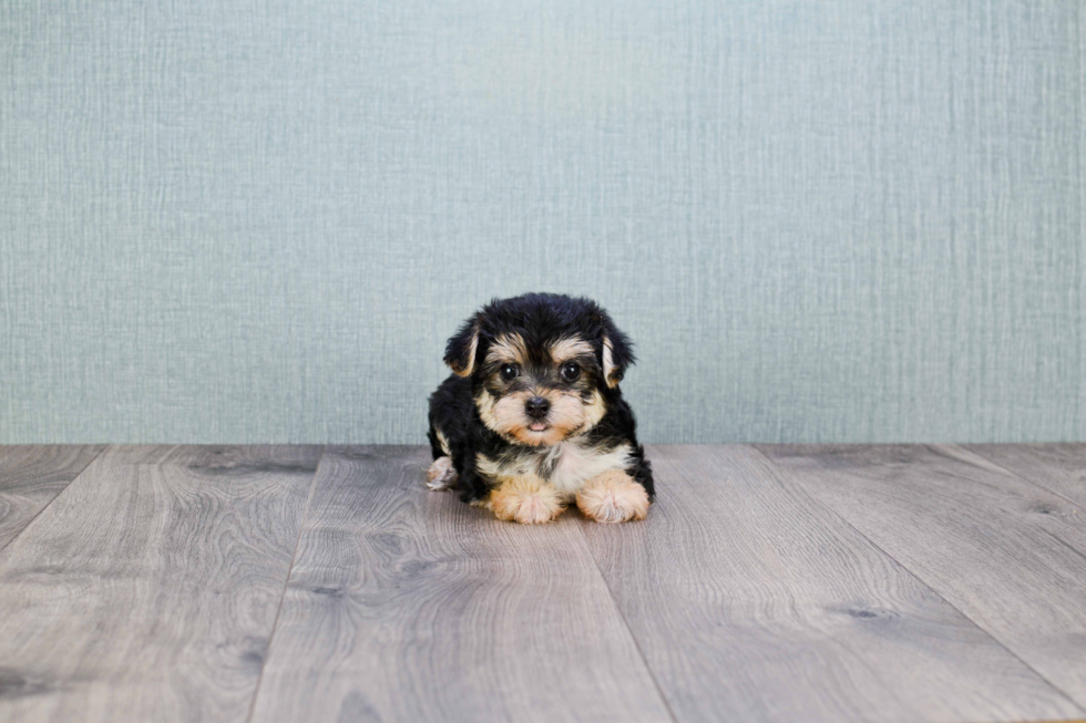 Small Morkie Baby