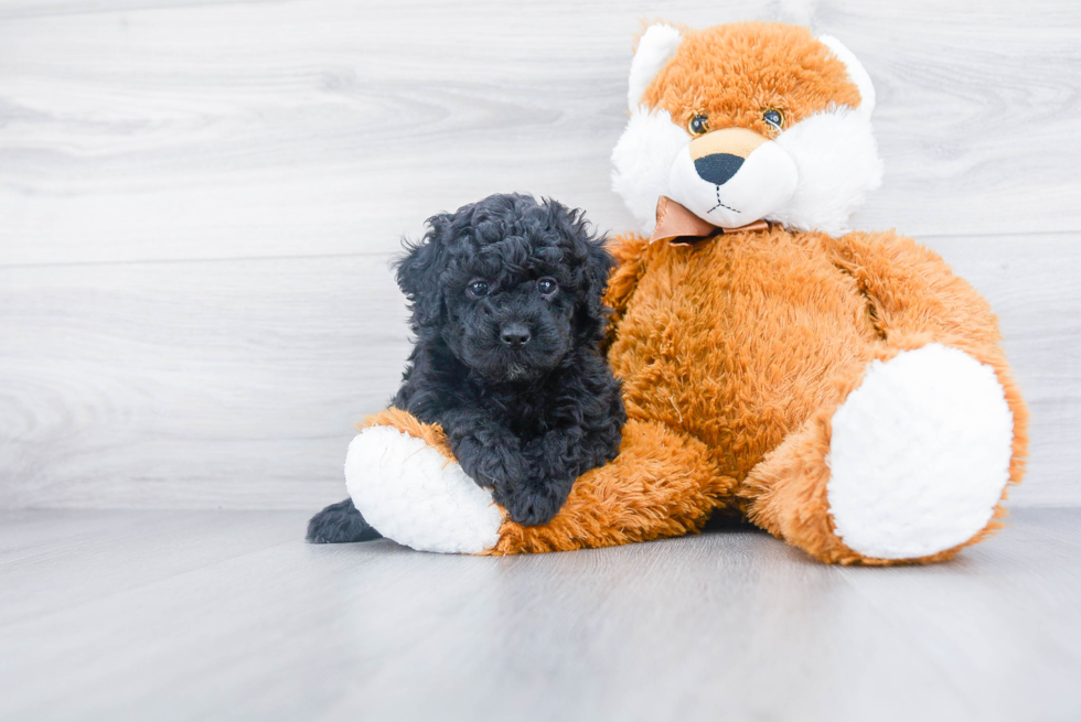 Best Mini Bernedoodle Baby