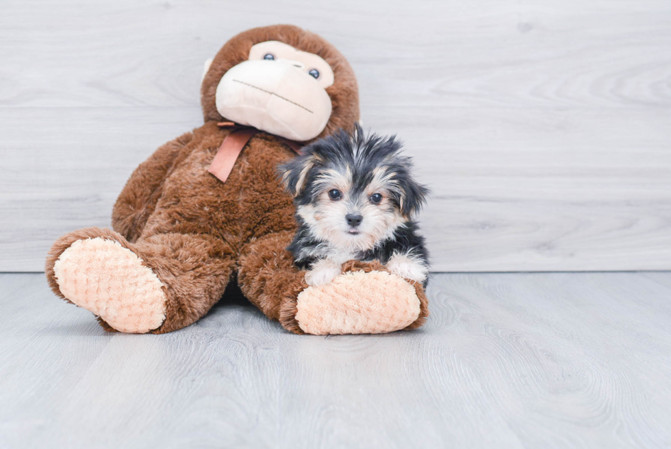 Morkie Pup Being Cute
