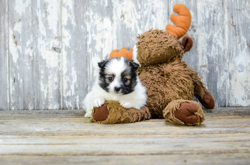 Pomeranian Puppy for Adoption