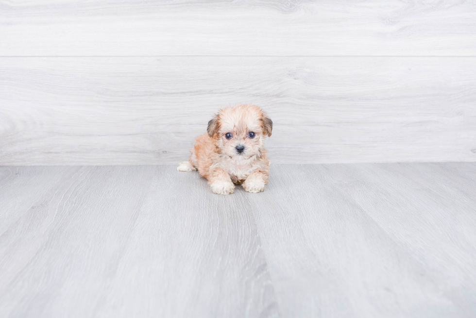 Smart Morkie Designer Pup
