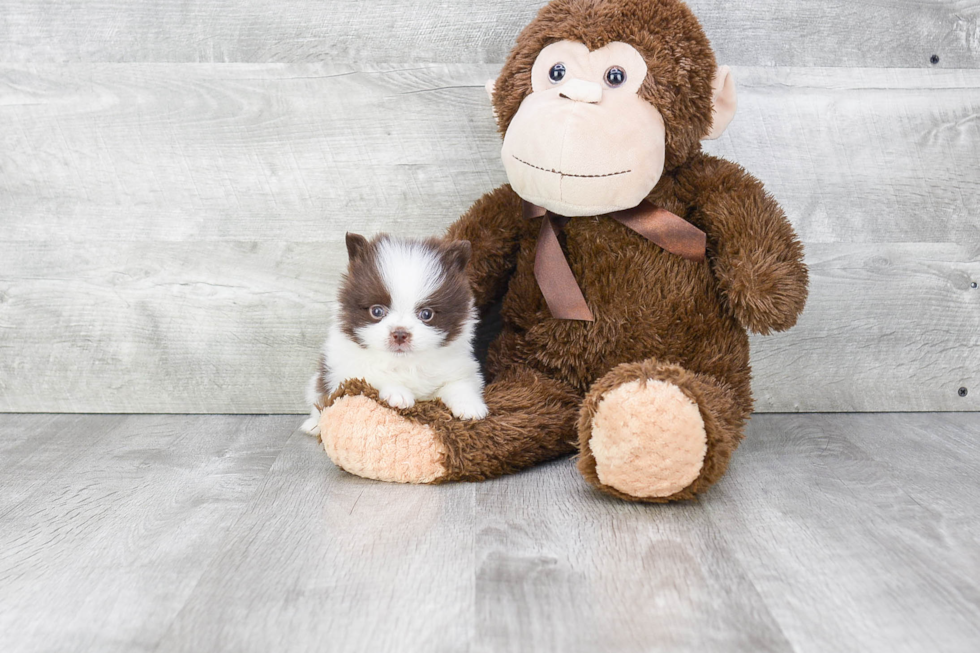 Pomeranian Pup Being Cute