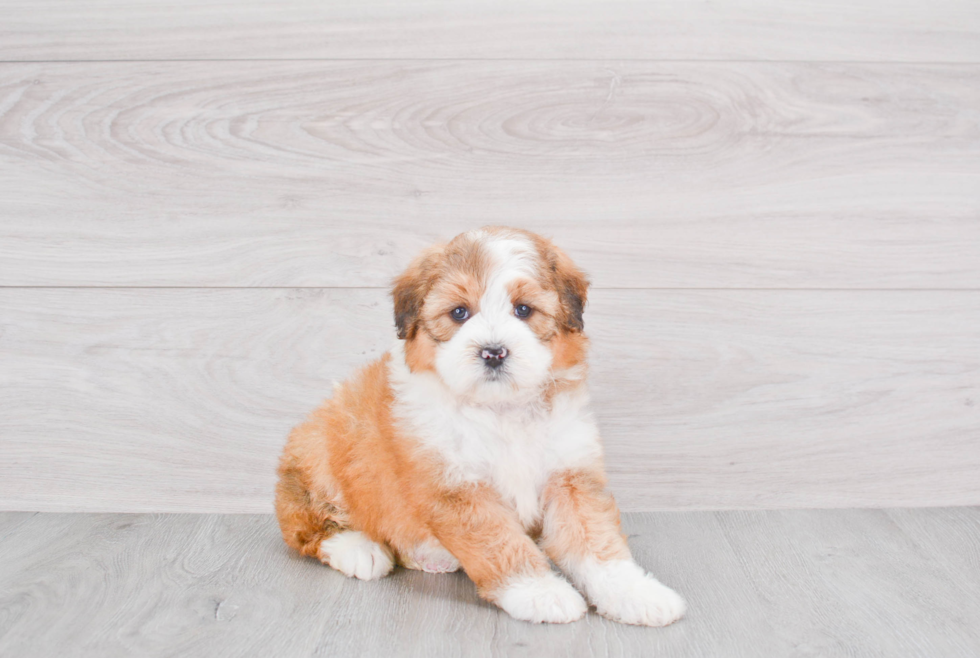 Mini Bernedoodle Pup Being Cute