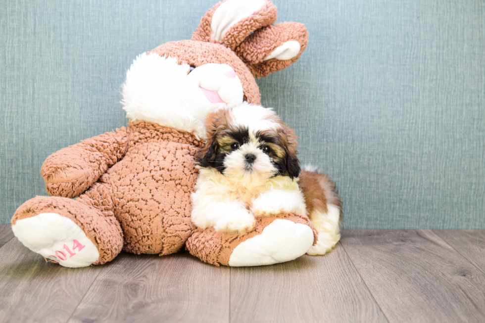 Teddy Bear Puppy for Adoption