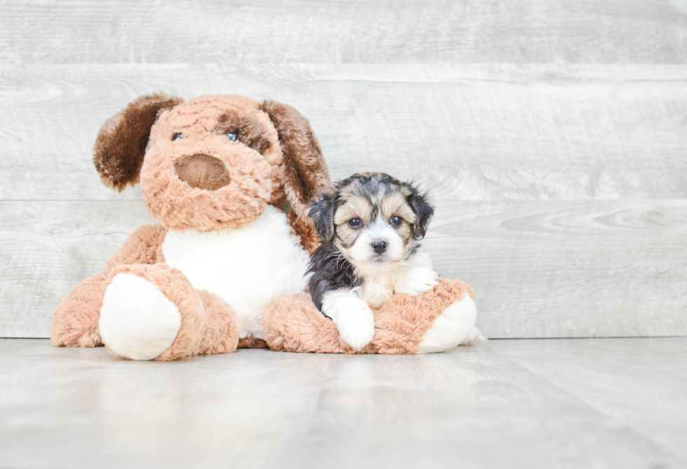 Havanese Puppy for Adoption