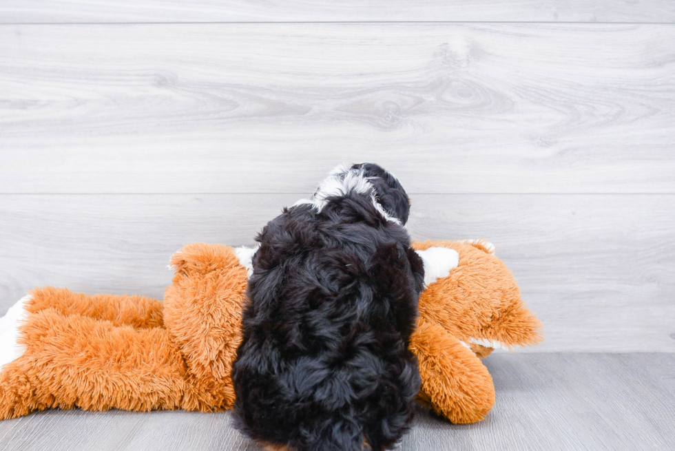 Cute Mini Bernedoodle Baby