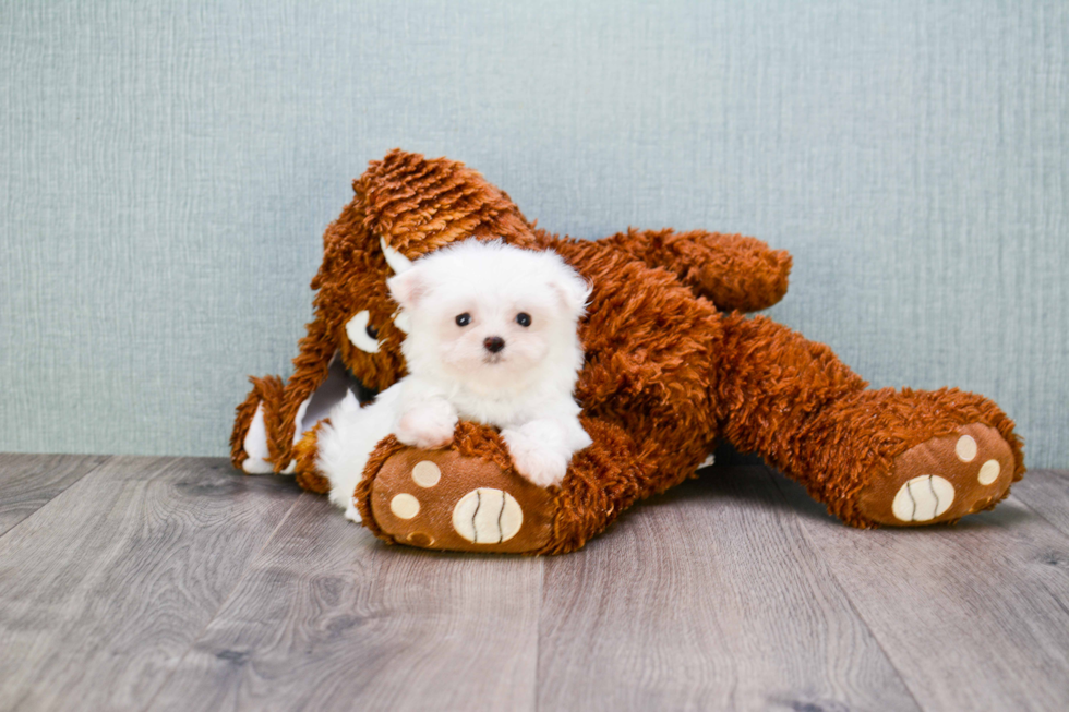 Maltese Pup Being Cute