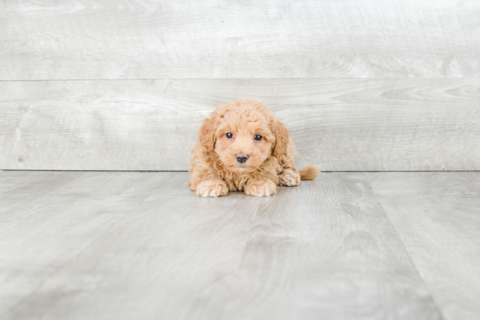 Maltipoo Pup Being Cute