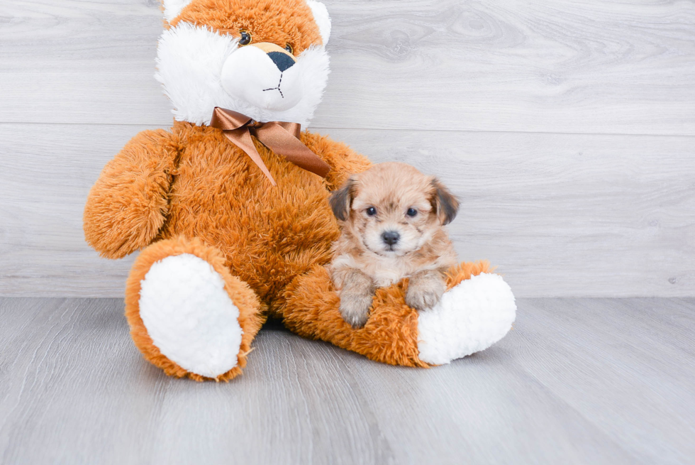 Morkie Puppy for Adoption