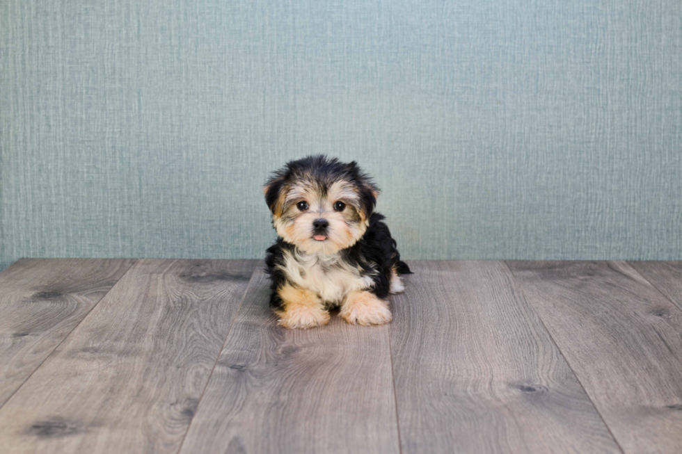 Morkie Pup Being Cute