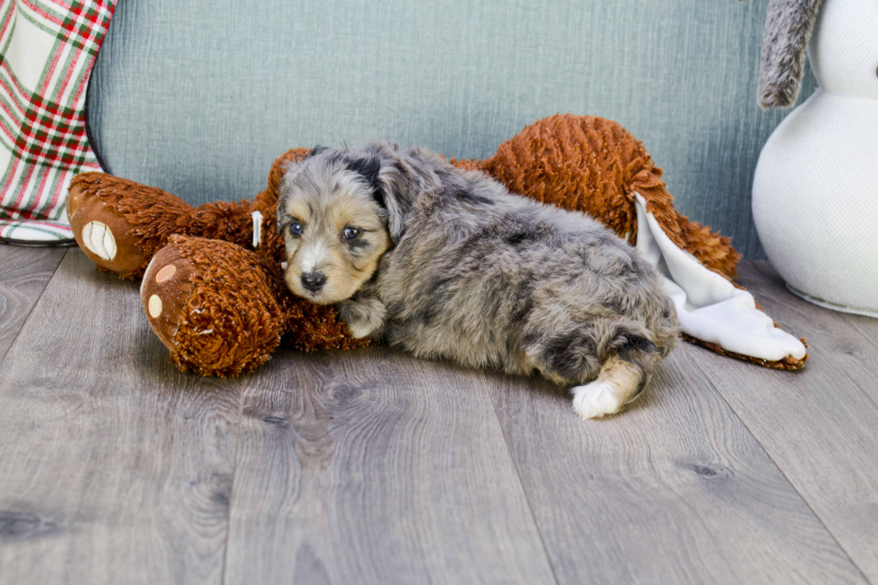 Friendly Mini Aussiedoodle Baby