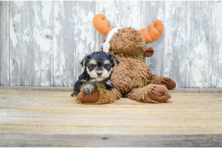 Best Morkie Baby