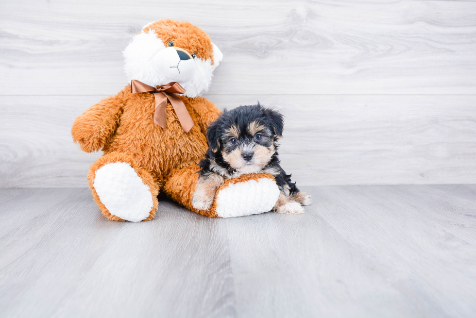 Adorable Yorkie Designer Puppy
