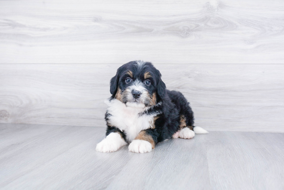 Best Mini Bernedoodle Baby