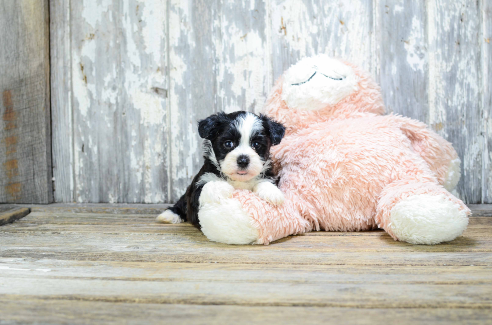 Friendly Teddy Bear Baby